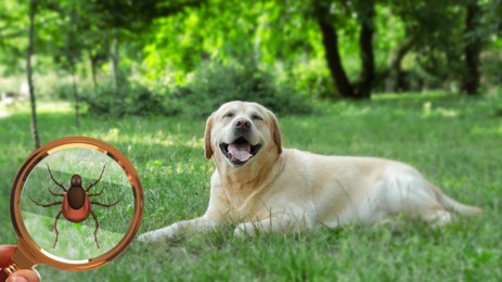 Image of Cute dog outdoors and woman showing tick with magnifying glass, closeup. Illustration