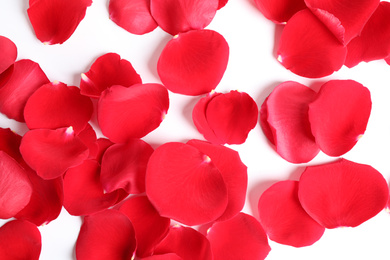 Photo of Fresh red rose petals on white background, top view