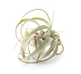 Beautiful tillandsia isolated on white. Exotic houseplant