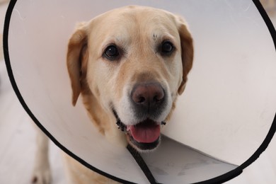 Photo of Cute Labrador Retriever with protective cone collar indoors