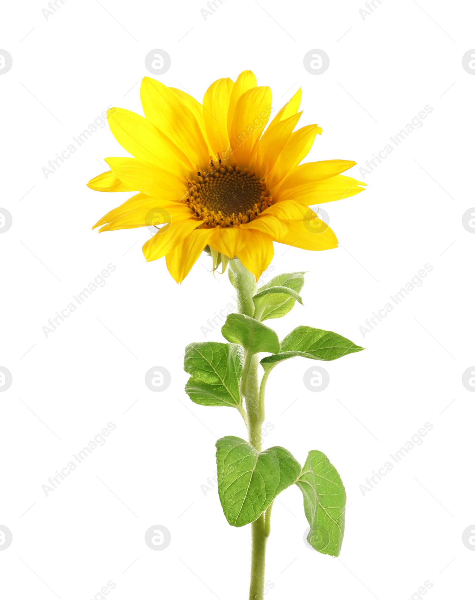 Photo of Beautiful bright yellow sunflower on white background