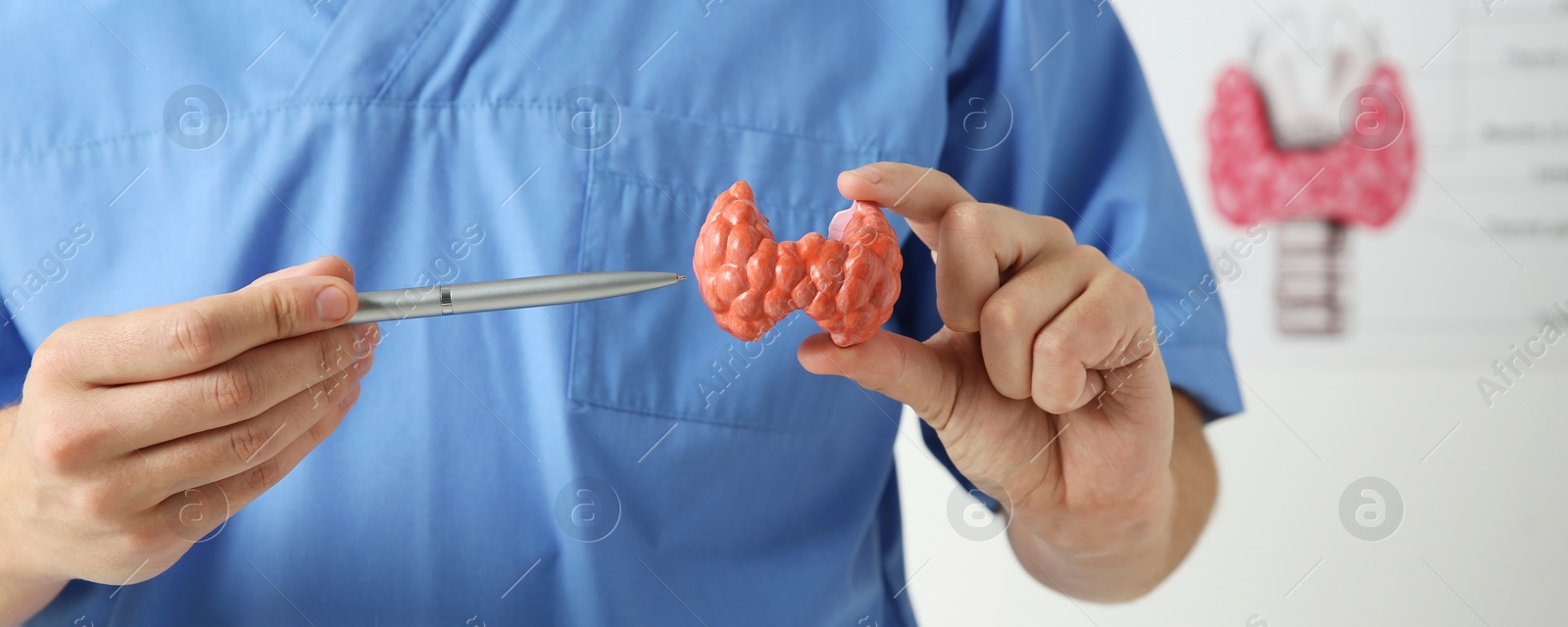 Image of Endocrinologist showing thyroid gland model in hospital, closeup. Banner design