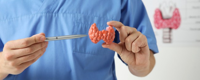 Image of Endocrinologist showing thyroid gland model in hospital, closeup. Banner design