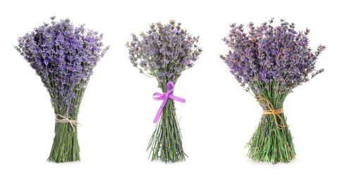 Image of Set with beautiful lavender flowers on white background. Banner design