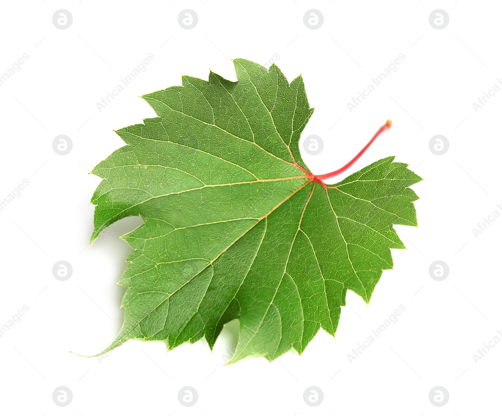 Photo of Fresh green grape leaf on white background