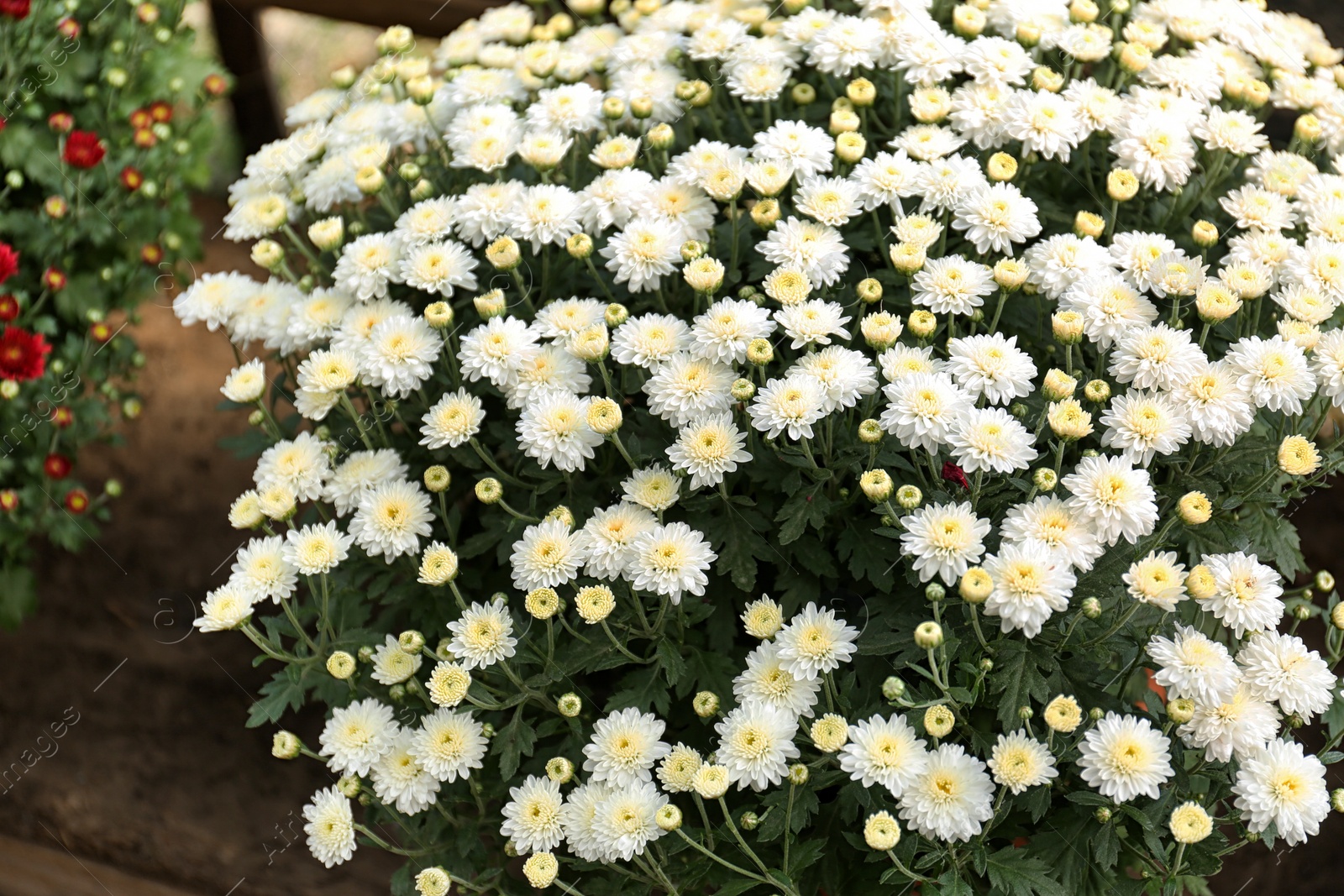 Photo of Beautiful blooming chrysanthemum flowers in shop, closeup