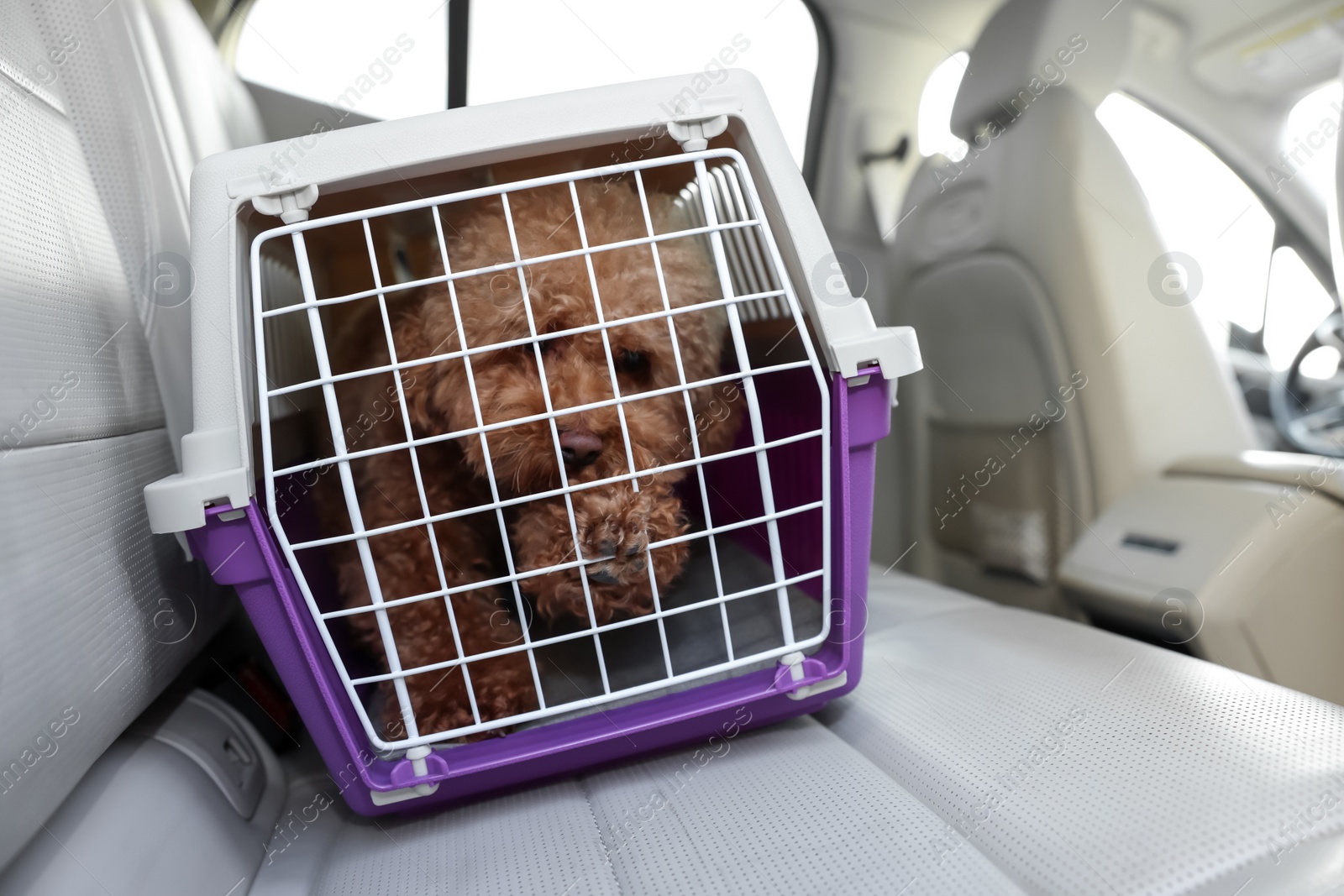 Photo of Cute dog in pet carrier travelling by car. Space for text