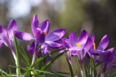 Fresh purple crocus flowers growing on blurred background