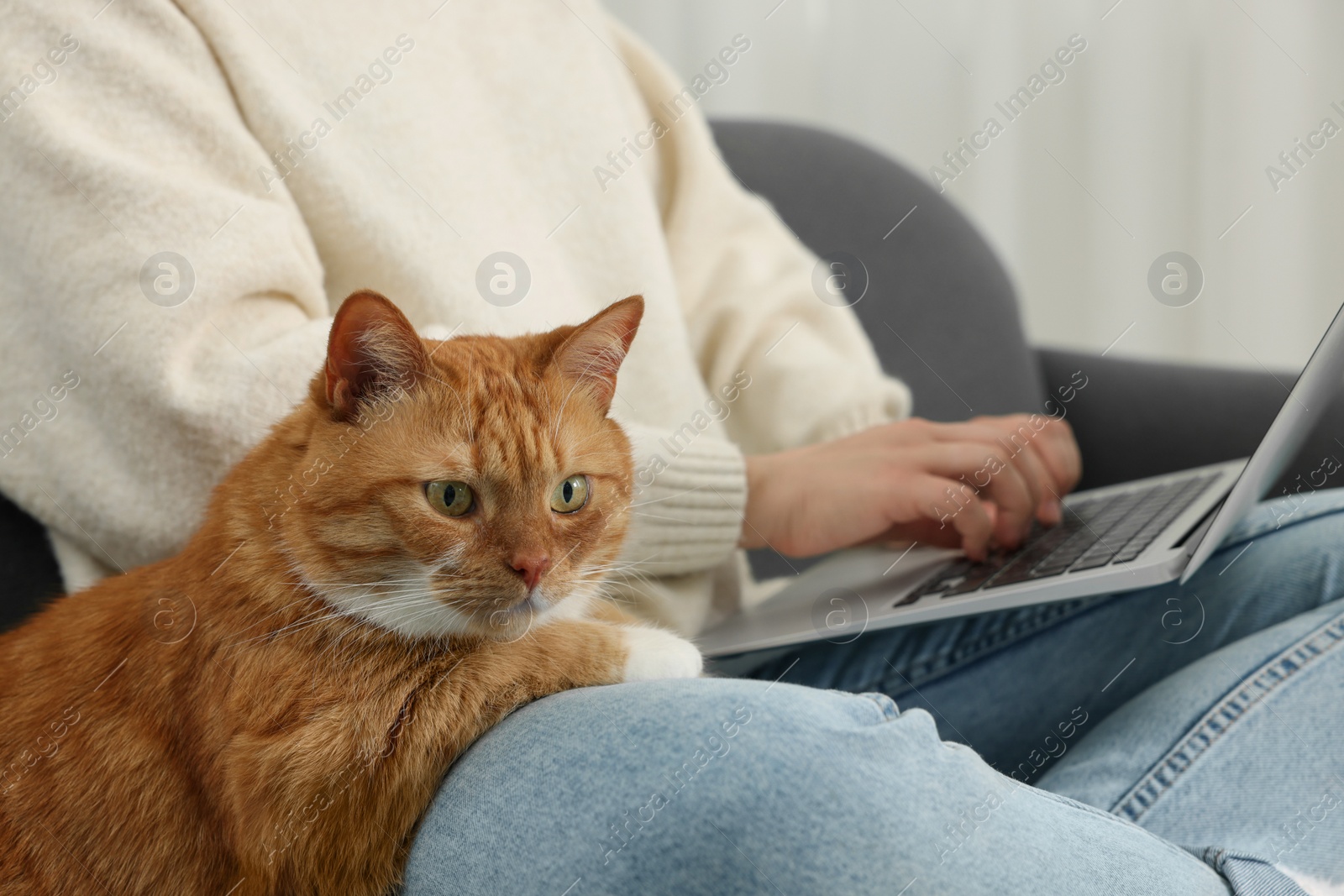 Photo of Woman working with laptop at home, closeup. Cute cat sitting near owner