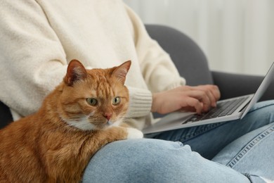 Woman working with laptop at home, closeup. Cute cat sitting near owner
