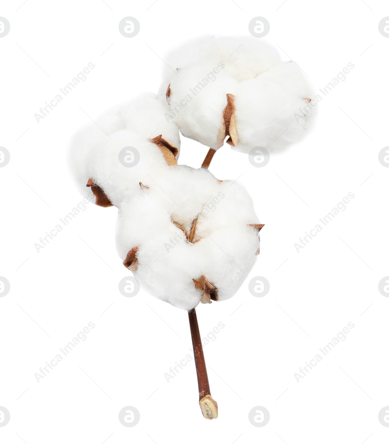 Photo of Beautiful fluffy cotton flowers on white background