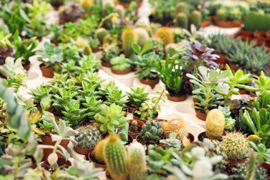 Photo of Many different cacti and succulent plants on table