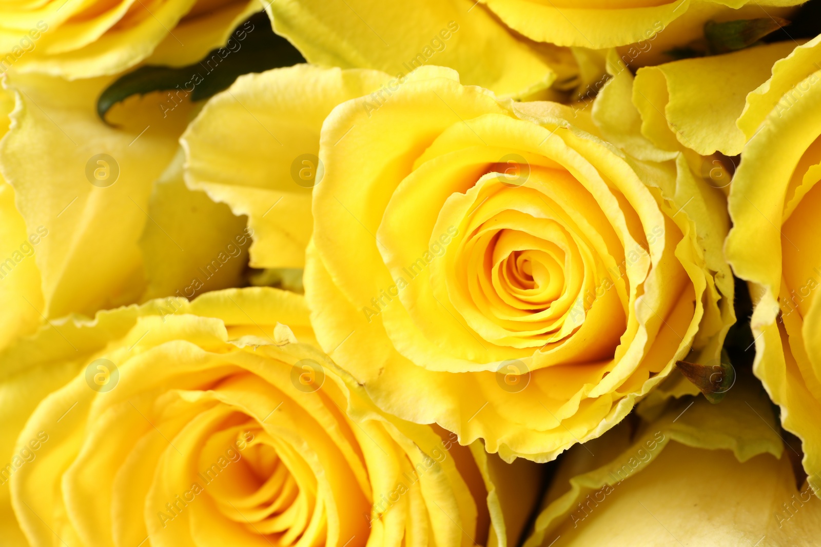 Photo of Beautiful bouquet of yellow roses, closeup view