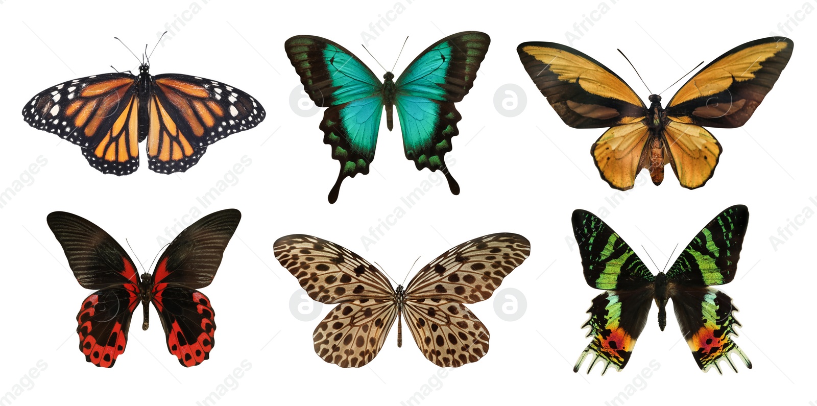 Image of Set of beautiful butterflies on white background