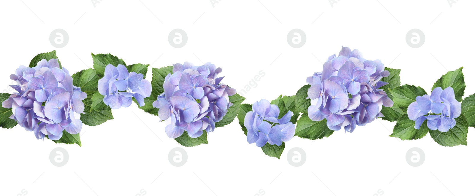 Image of Delicate beautiful hortensia flowers with green leaves on white background, top view. Banner design