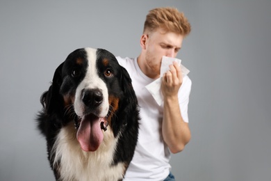 Young man suffering from fur allergy on grey background