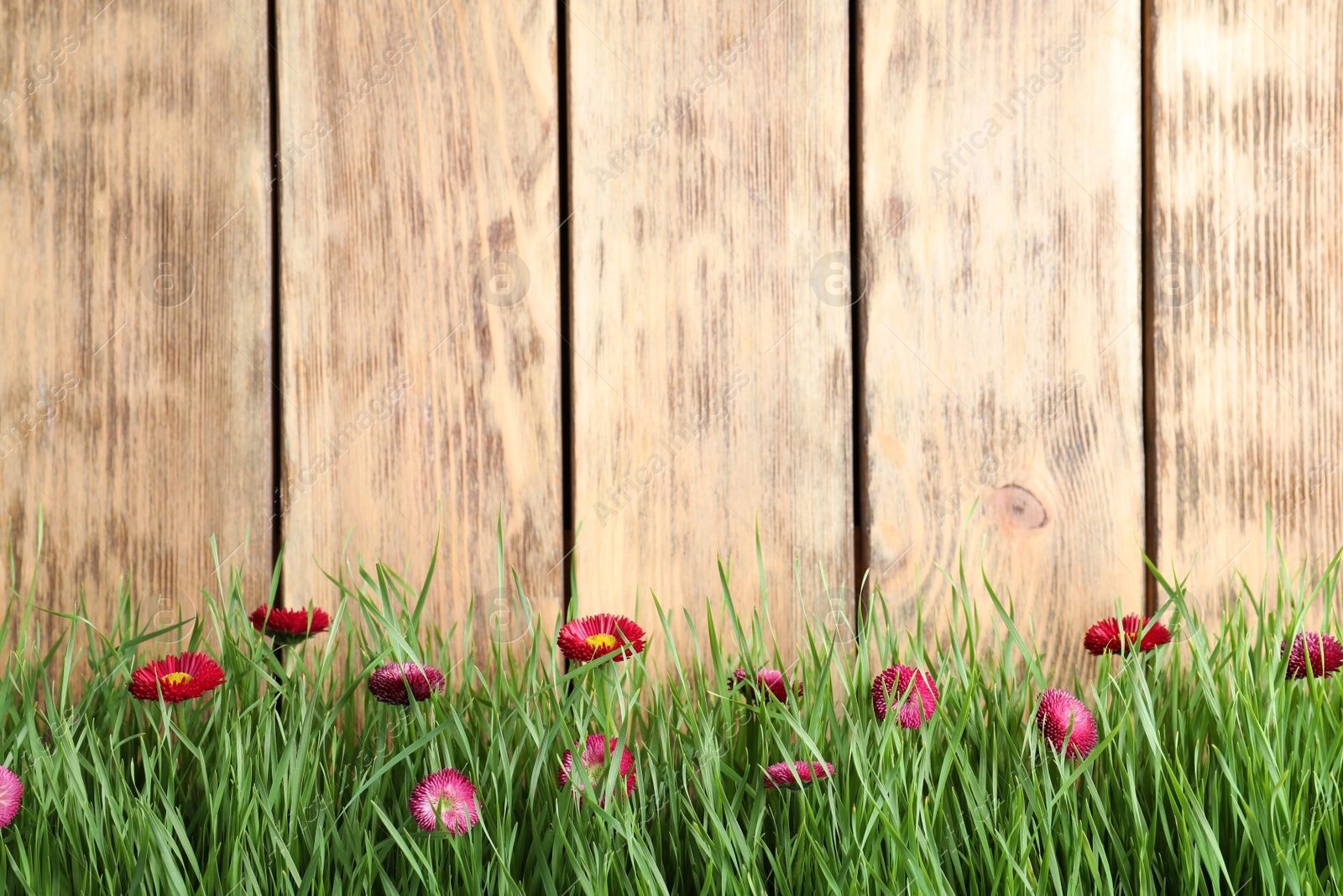 Photo of Vibrant green grass with beautiful flowers against wooden background, space for text