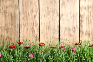 Vibrant green grass with beautiful flowers against wooden background, space for text