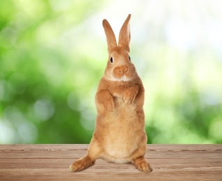 Image of Adorable Easter bunny on wooden surface outdoors