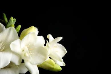 Photo of Beautiful freesia flowers on black background, closeup. Space for text