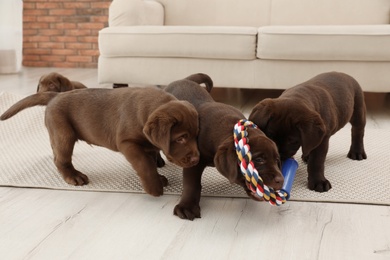 Chocolate Labrador Retriever puppies with toy indoors