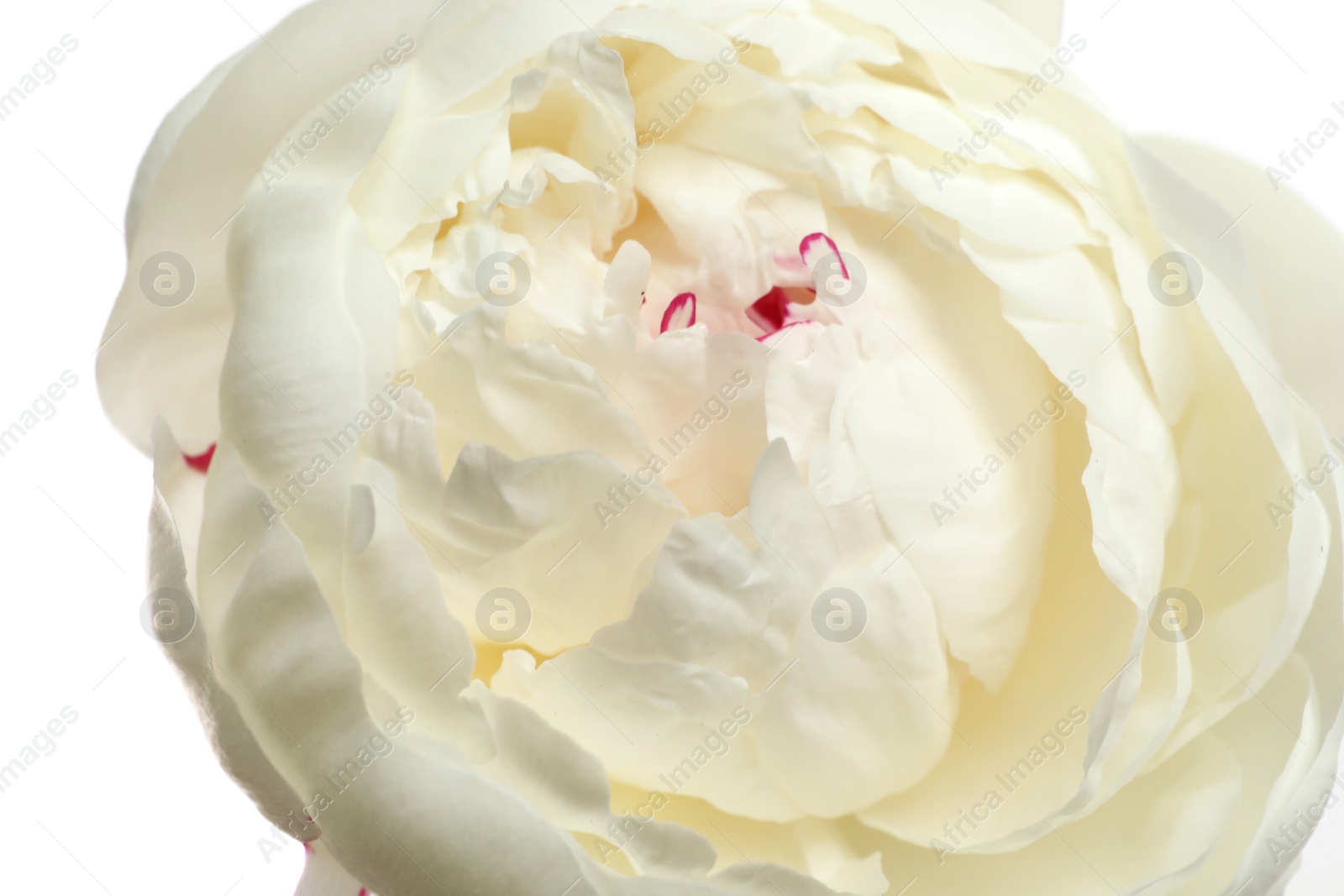 Photo of Beautiful fresh peony flower on white background, top view