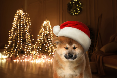 Cute Akita Inu puppy with Santa hat and room decorated for Christmas on background. Lovely dog