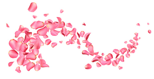 Flying fresh pink rose petals on white background