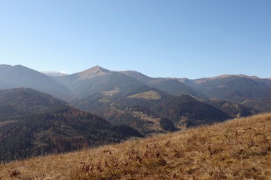 Picturesque view of grassy hill and mountain landscape with beautiful forest on sunny day