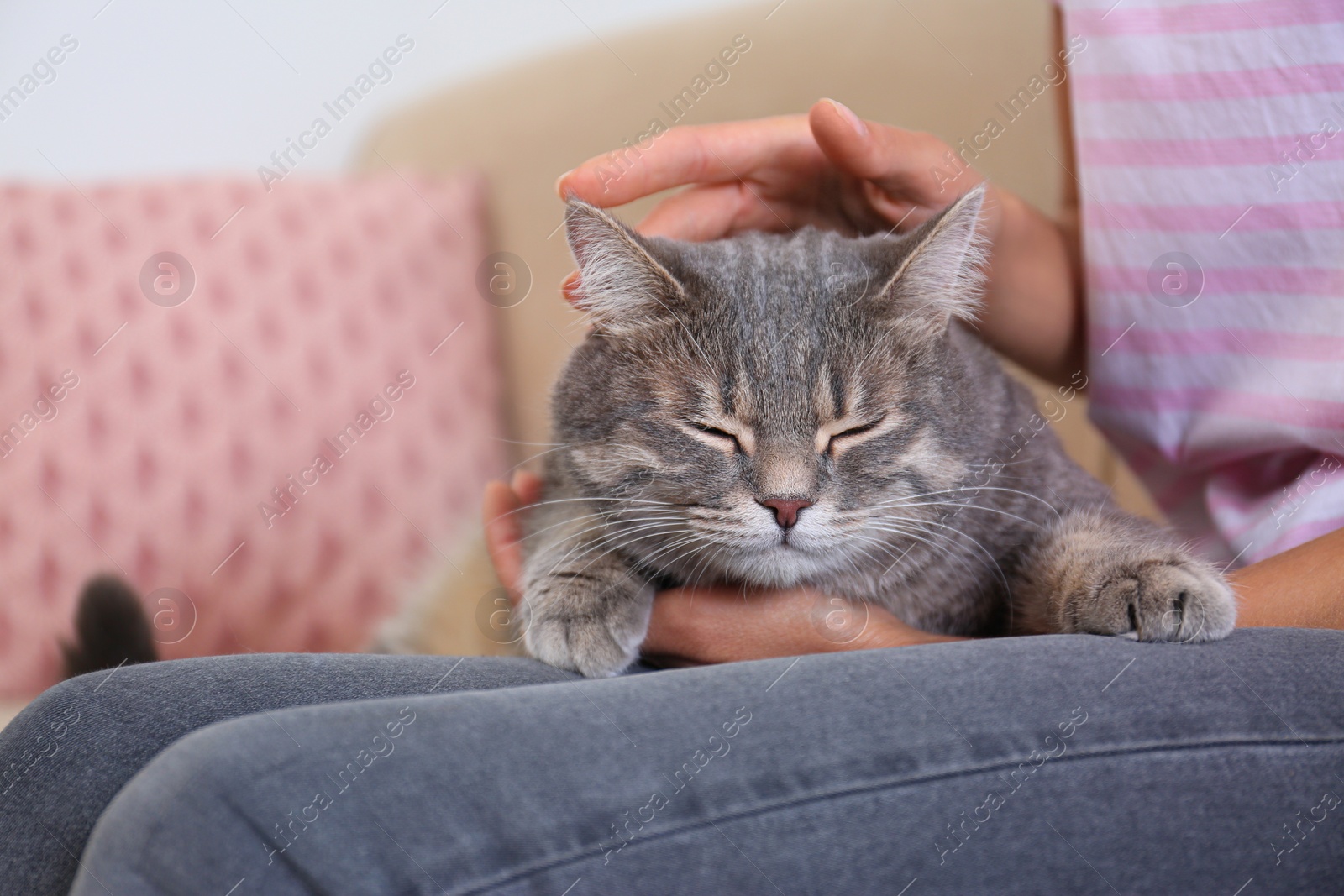 Photo of Young woman and cute gray tabby cat on couch indoors, closeup. Lovely pet