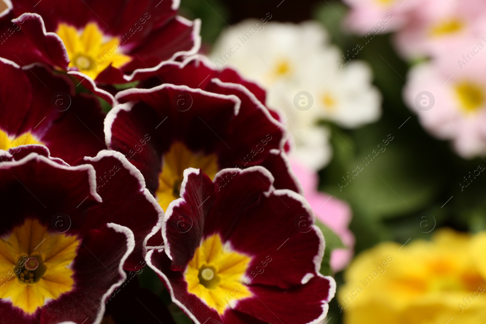 Photo of Beautiful primula (primrose) plant with burgundy flowers on blurred background, space for text. Spring blossom