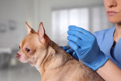 Image of Veterinary holding acupuncture needle near dog's neck in clinic, closeup