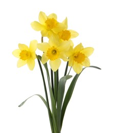 Beautiful blooming yellow daffodils on white background