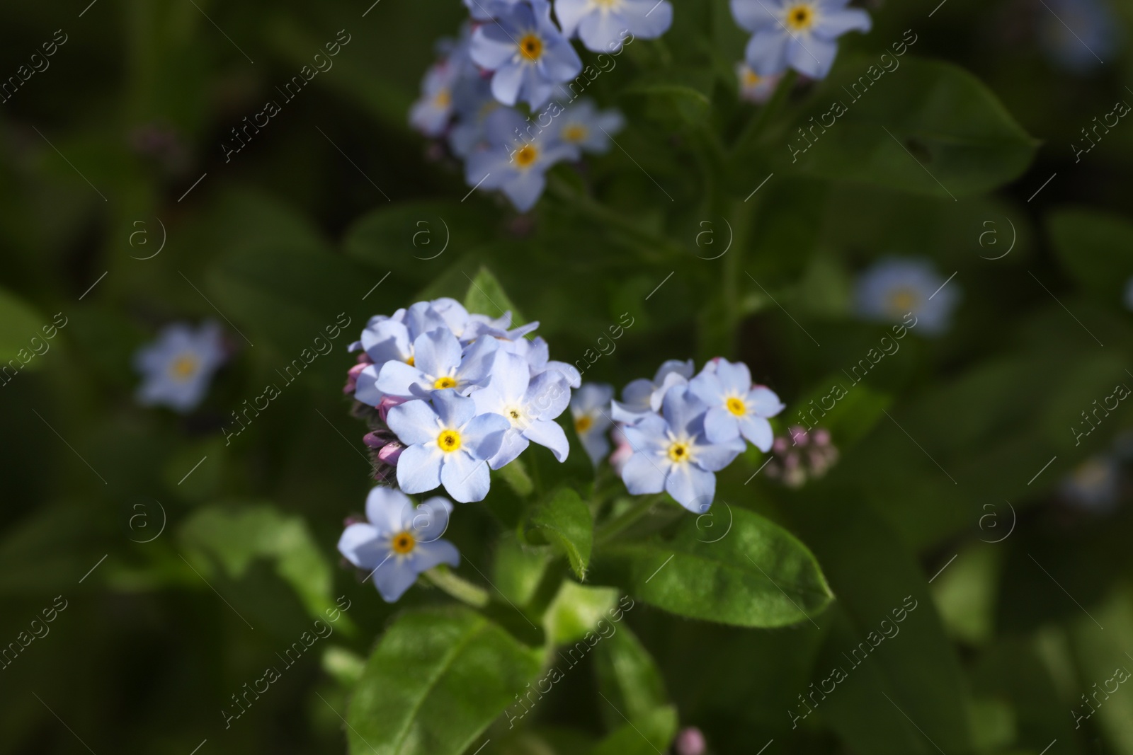 Photo of Beautiful forget-me-not flowers growing outdoors. Spring season