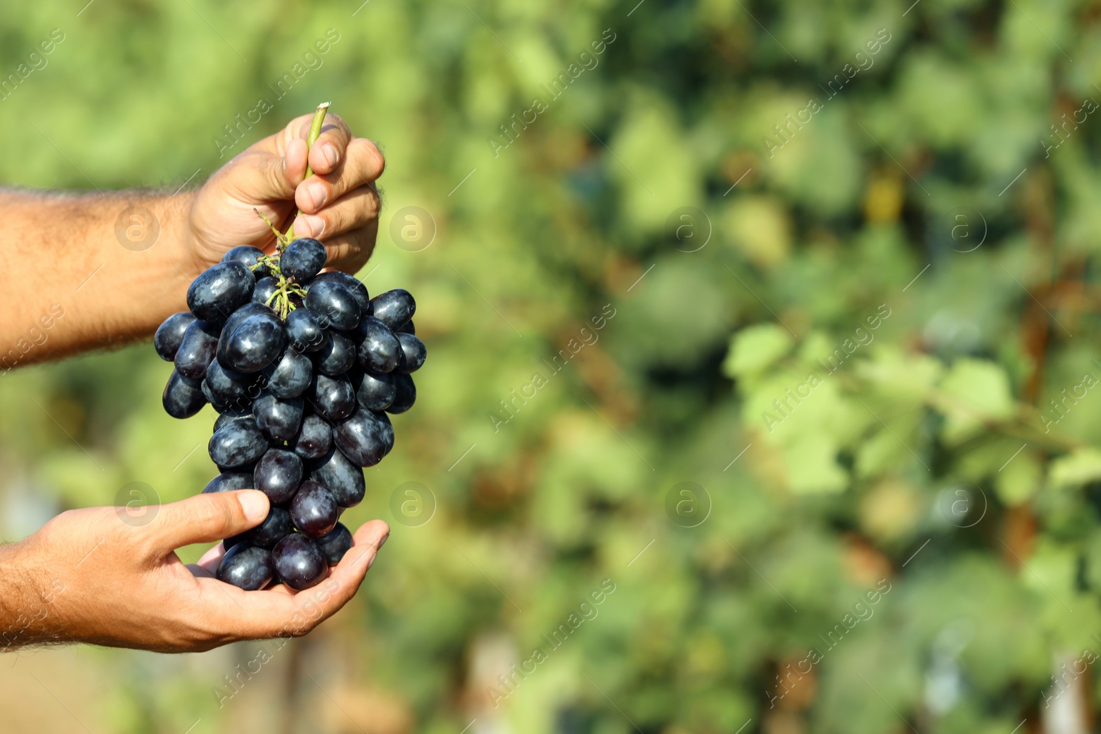 Photo of Man holding bunch of fresh ripe juicy grapes in vineyard, closeup