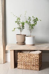 Photo of Simple room interior with young potted pomegranate trees
