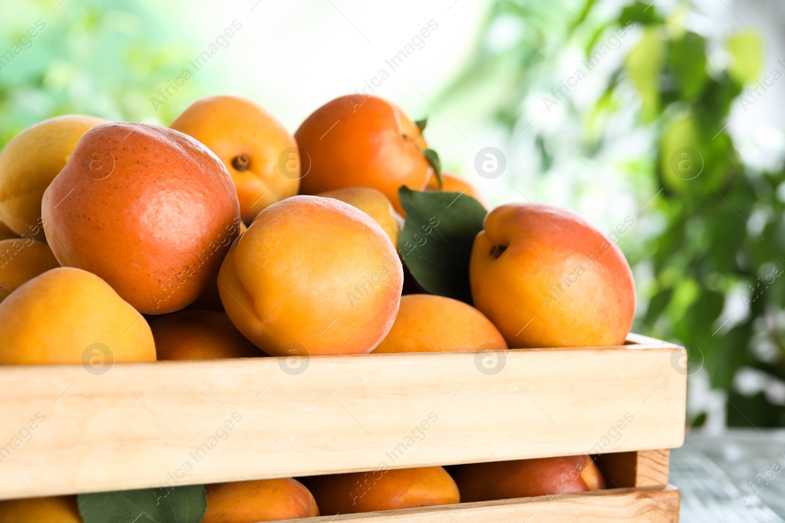 Photo of Many fresh ripe apricots in wooden crate against blurred background, closeup