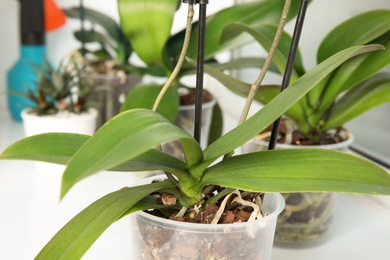 Pot with orchid plant on window sill