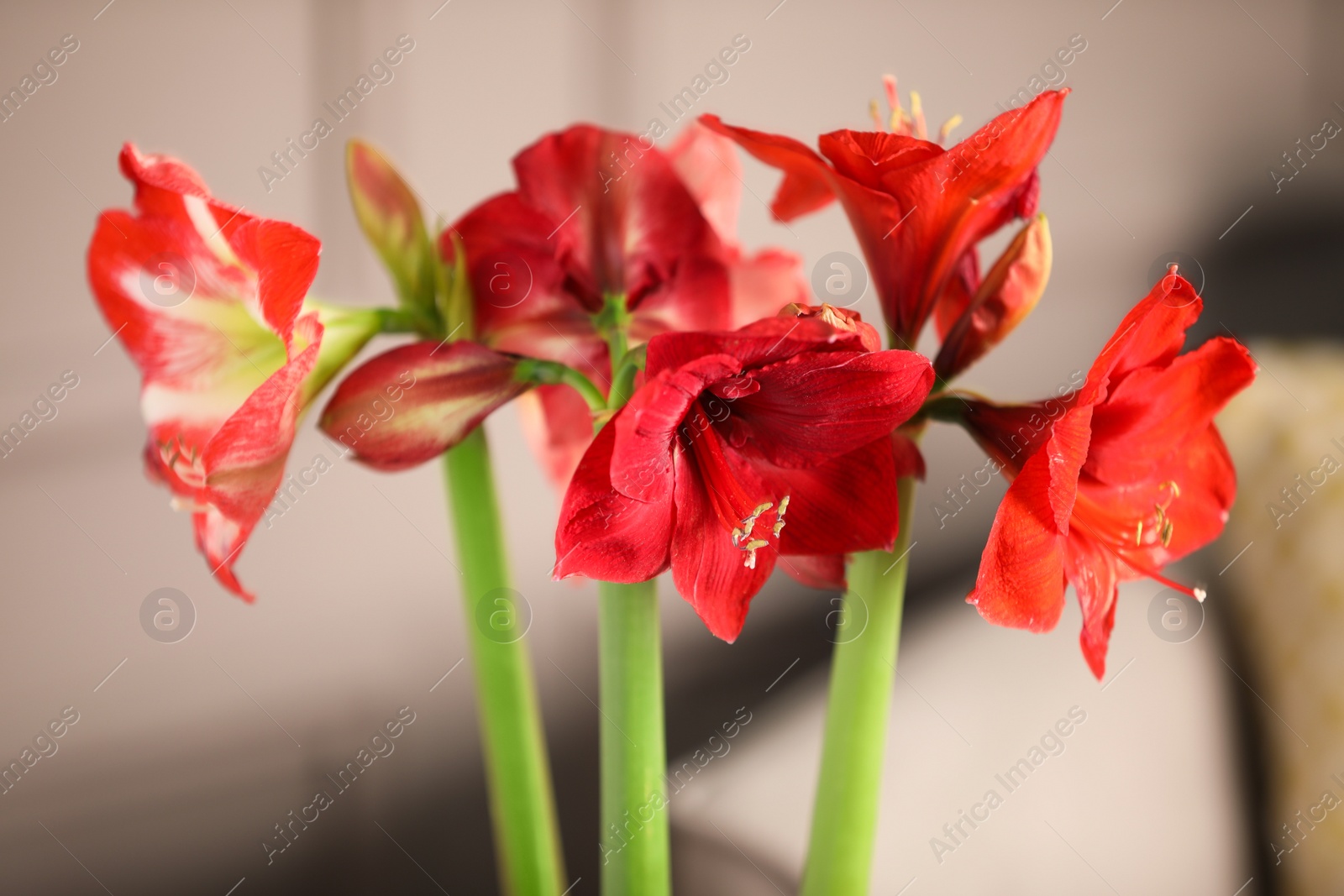 Photo of Beautiful red amaryllis flowers in room, closeup
