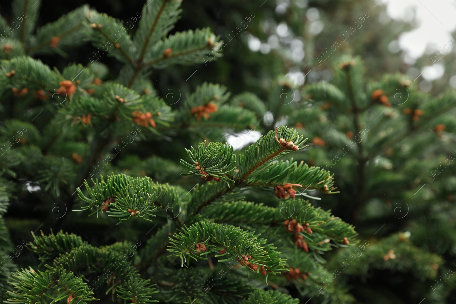 Photo of Green branches of beautiful conifer tree outdoors, closeup