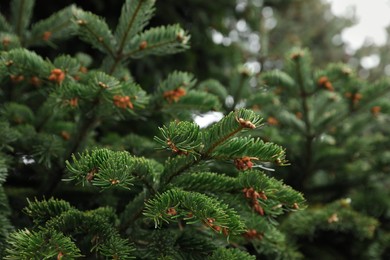 Green branches of beautiful conifer tree outdoors, closeup