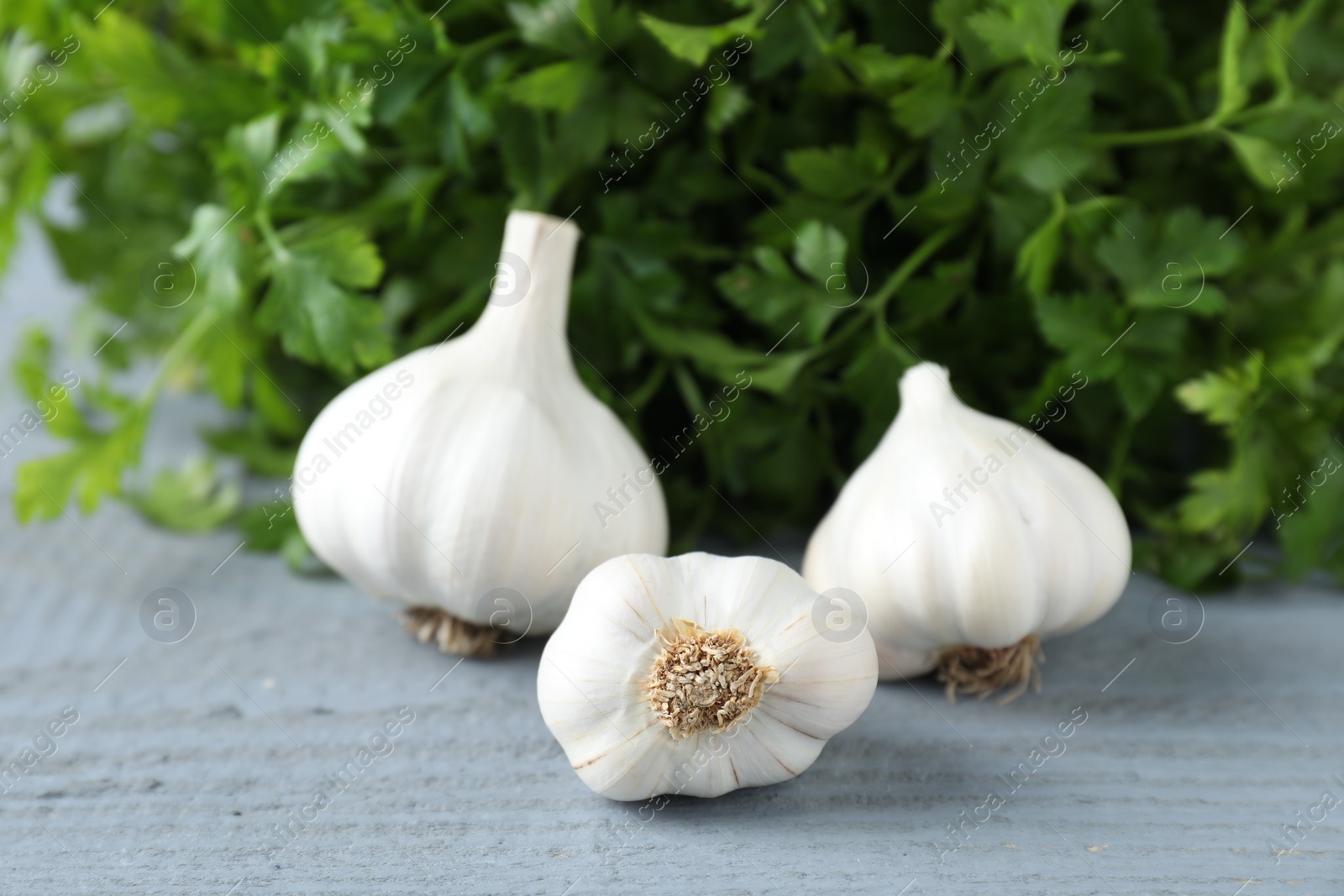 Photo of Fresh raw garlic and parsley on grey wooden table, closeup