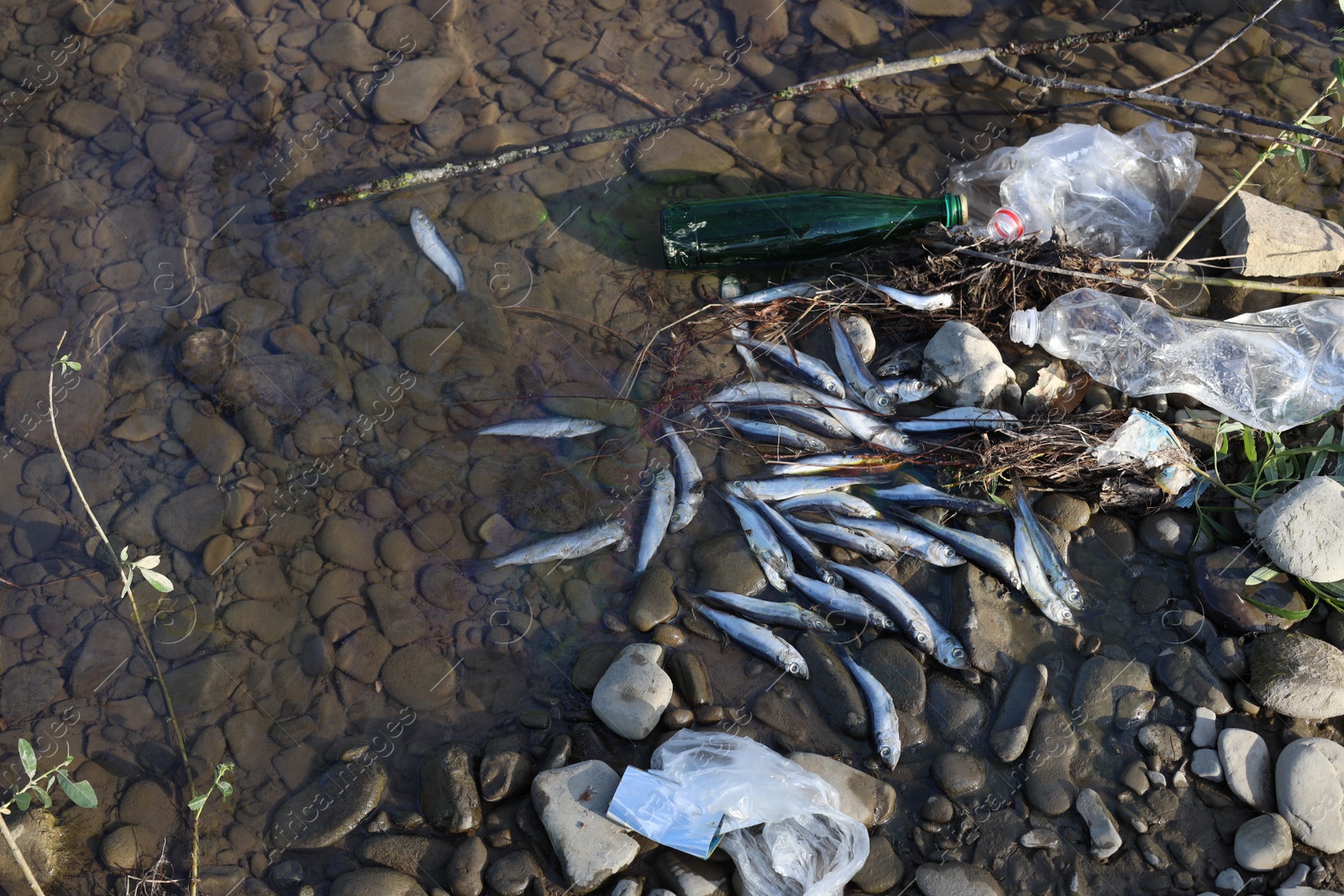 Photo of Dead fishes and trash near river, flat lay. Environmental pollution concept
