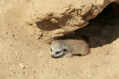 Photo of Cute meerkat at enclosure in zoo on sunny day