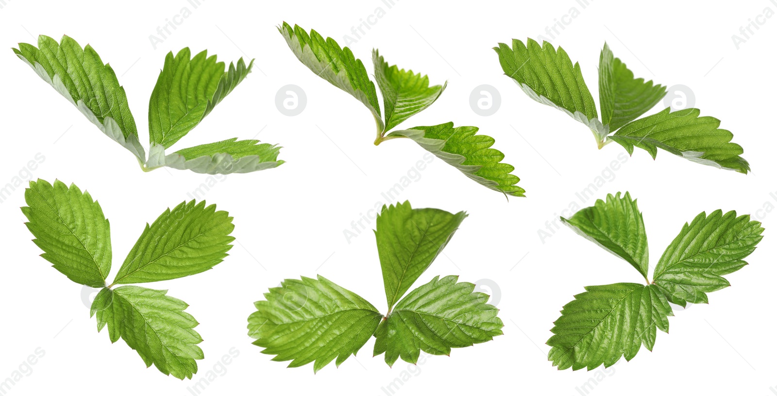 Image of Set with bright green wild strawberry leaves isolated on white