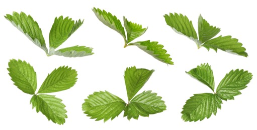 Set with bright green wild strawberry leaves isolated on white