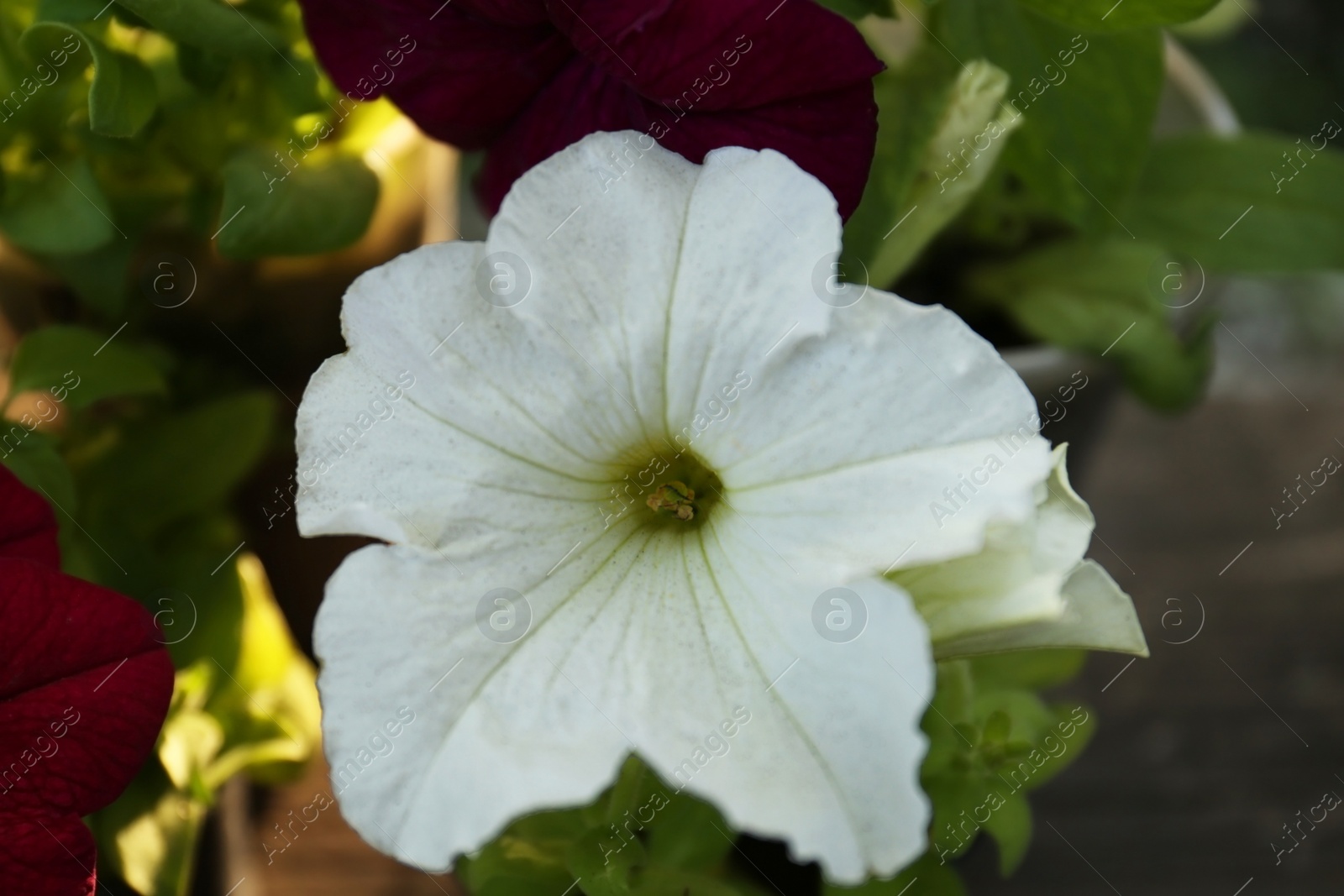 Photo of Beautiful petunia flower outdoors on spring day, closeup