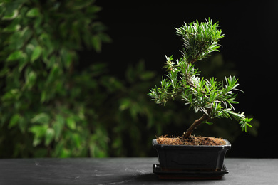 Photo of Japanese bonsai plant on grey table, space for text. Creating zen atmosphere at home