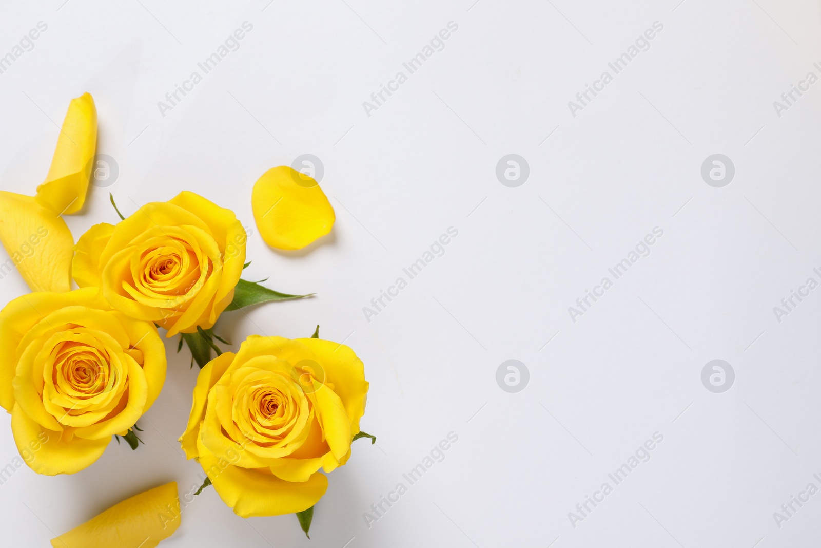 Photo of Beautiful yellow roses on white background, flat lay. Space for text