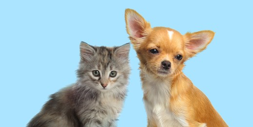 Image of Cute dog and cat on turquoise background, banner design. Lovely pets